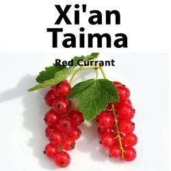 Red Currant Xian Taima